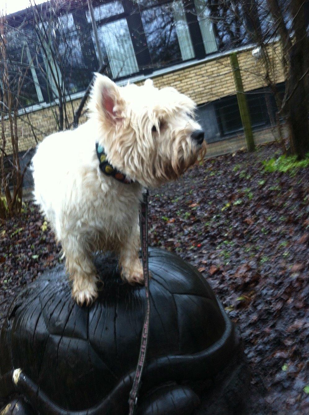 West highland white terrier Ozzy billede 18