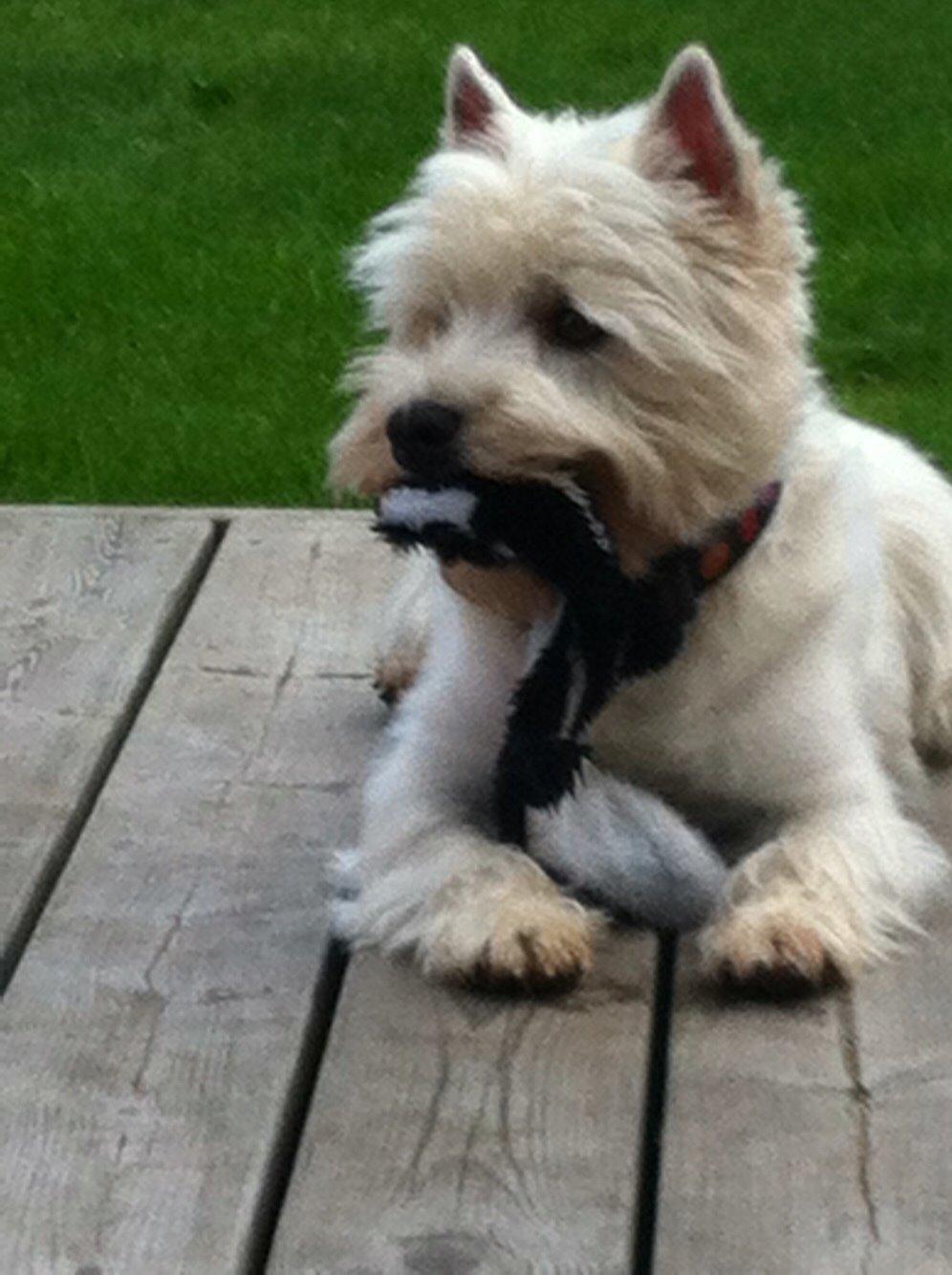 West highland white terrier Ozzy billede 20