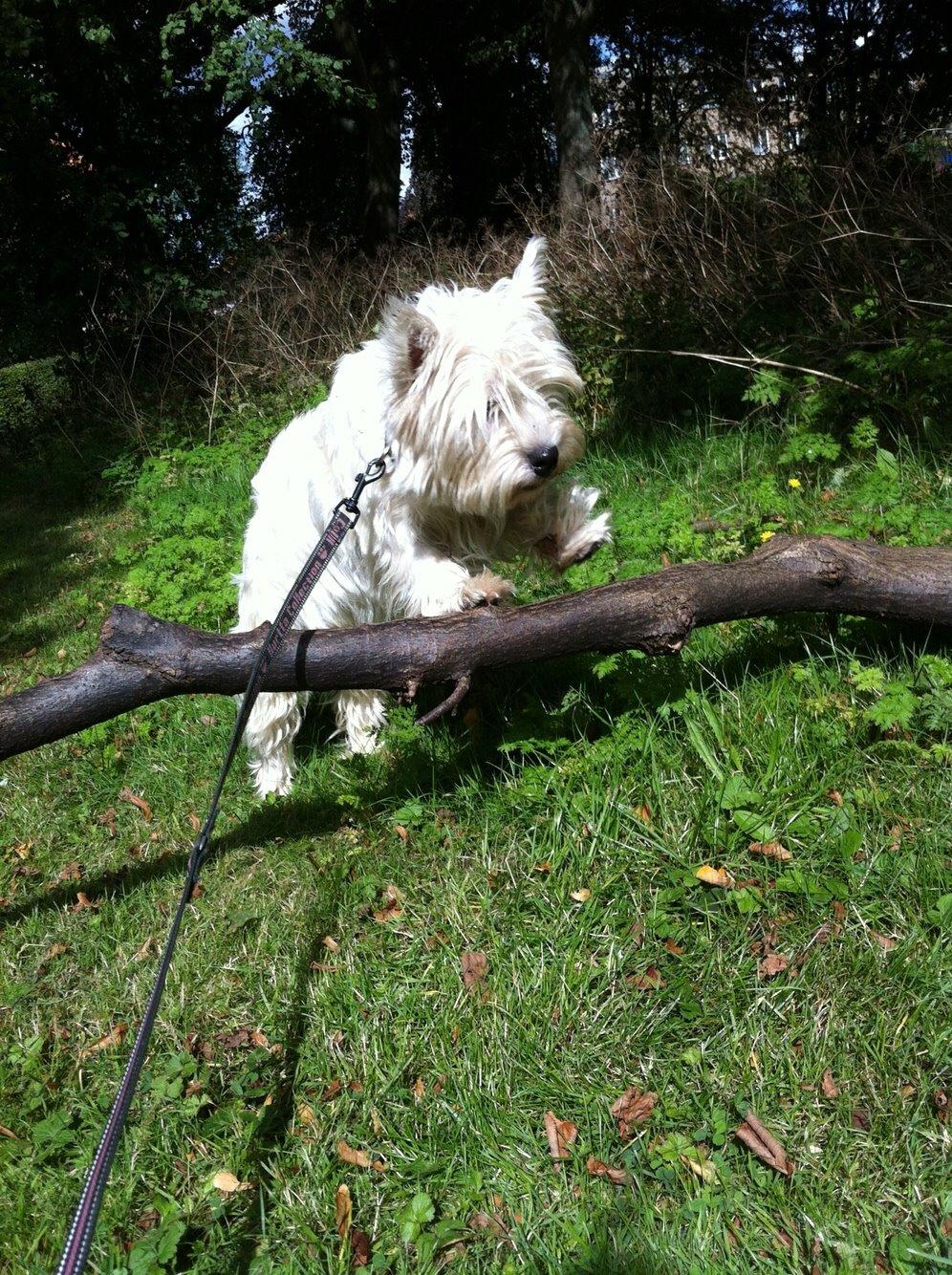 West highland white terrier Ozzy billede 21