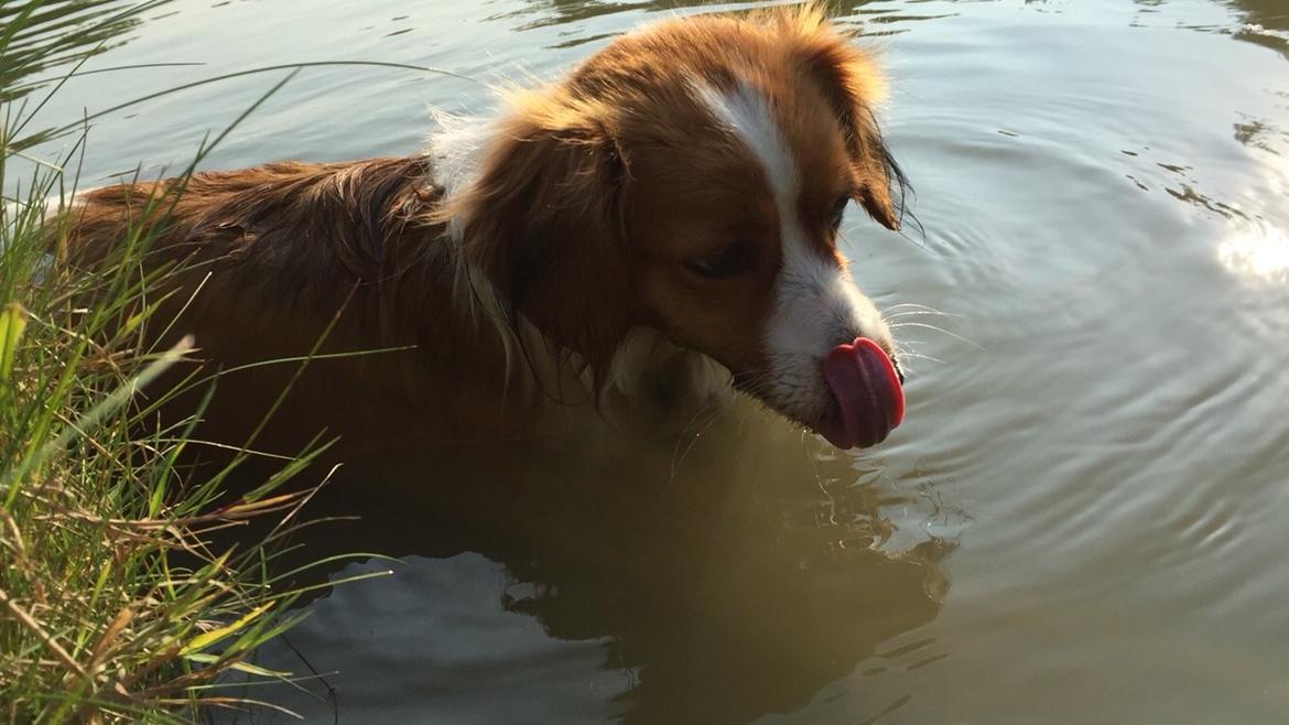 Kooikerhondje Zita billede 2