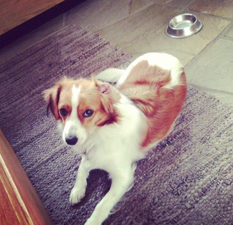 Kooikerhondje Zita billede 5