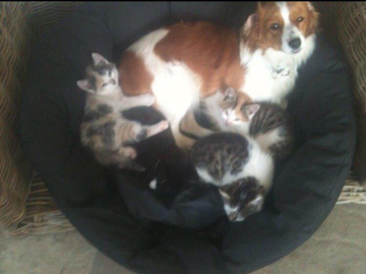 Kooikerhondje Zita billede 4