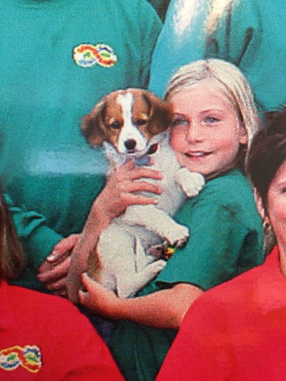 Kooikerhondje Zita billede 6