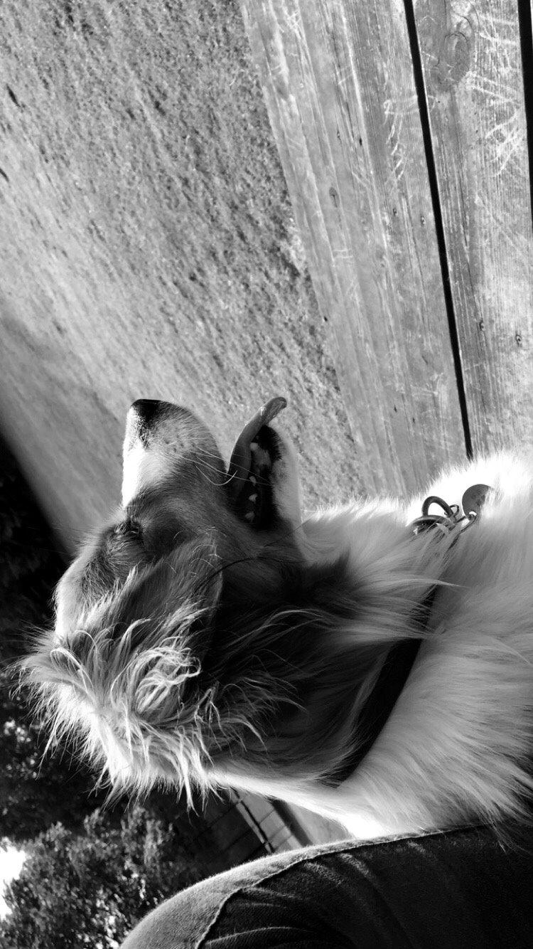 Kooikerhondje Zita billede 7