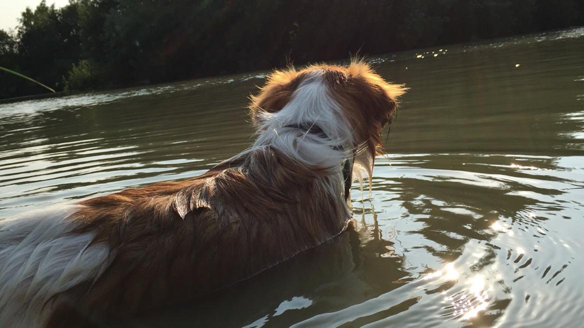 Kooikerhondje Zita billede 3