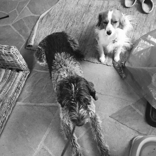 Kooikerhondje Zita billede 9