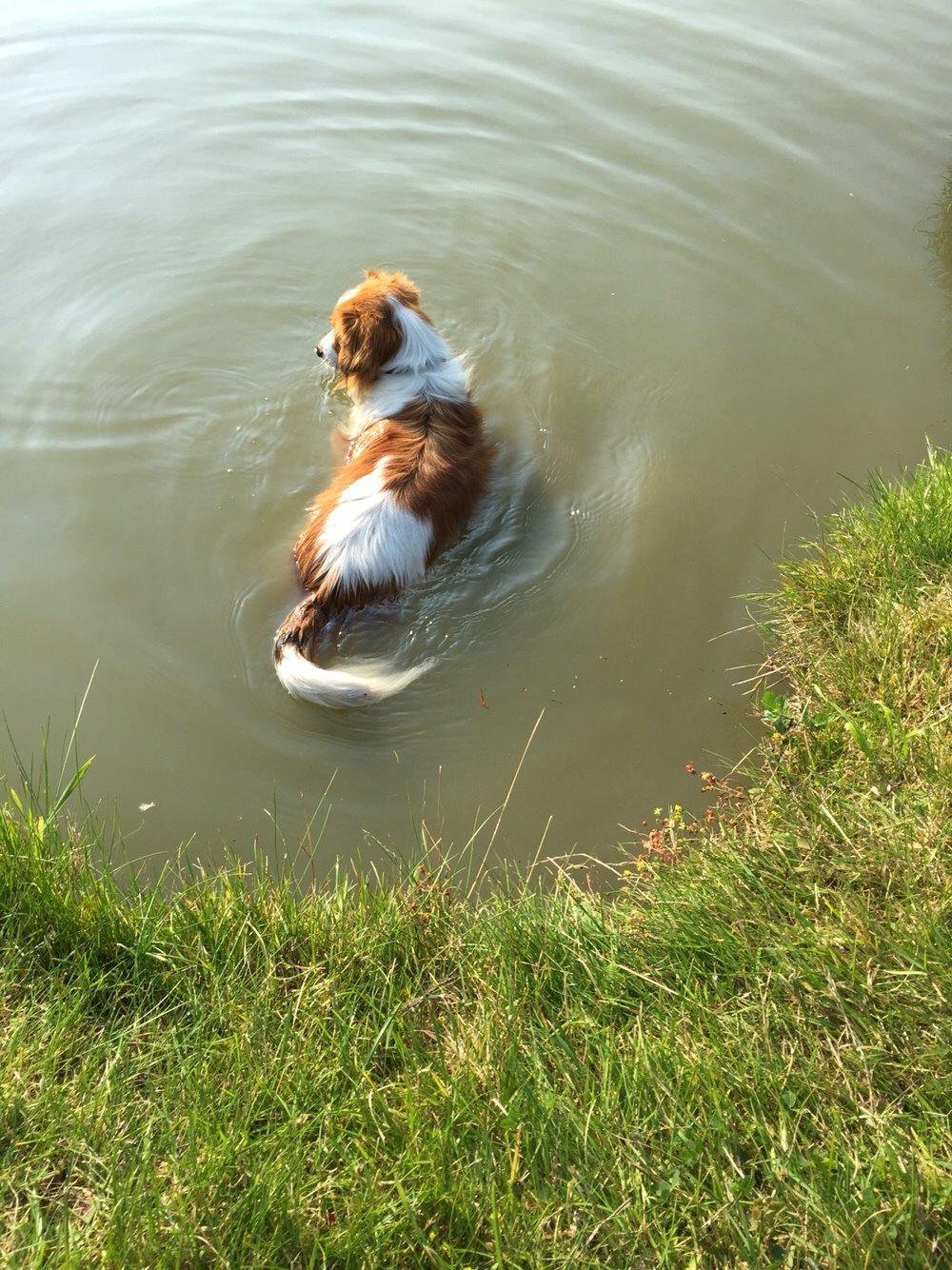 Kooikerhondje Zita billede 8