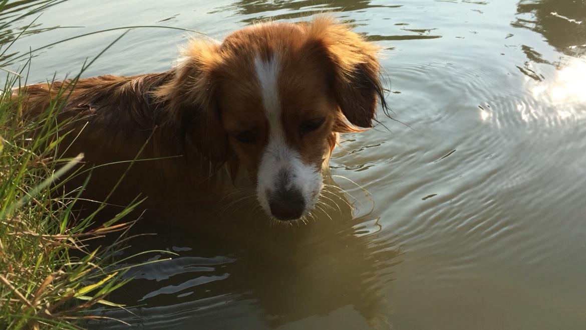 Kooikerhondje Zita billede 10