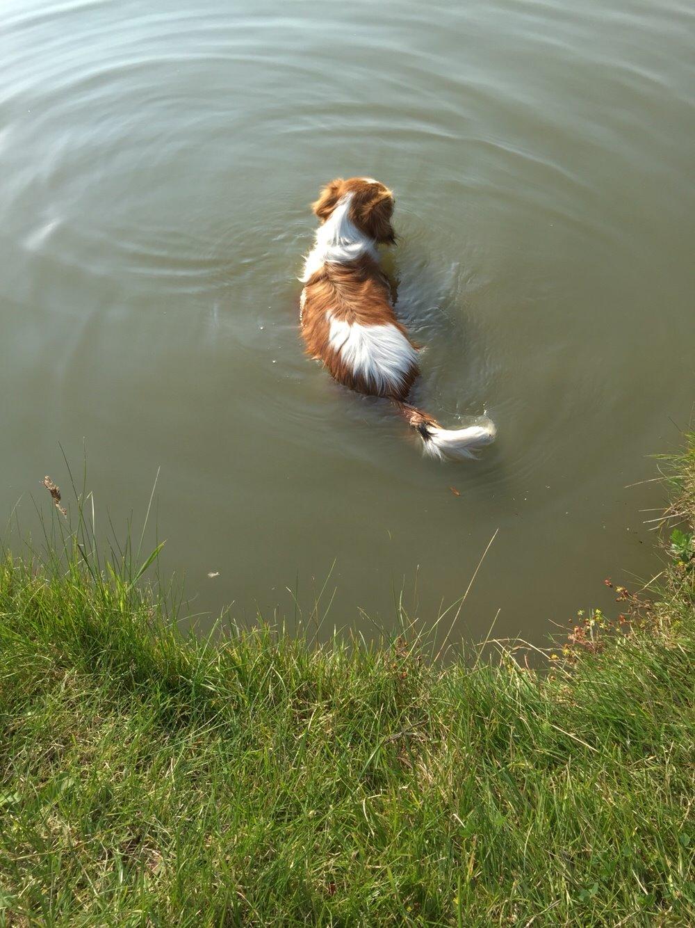 Kooikerhondje Zita billede 11