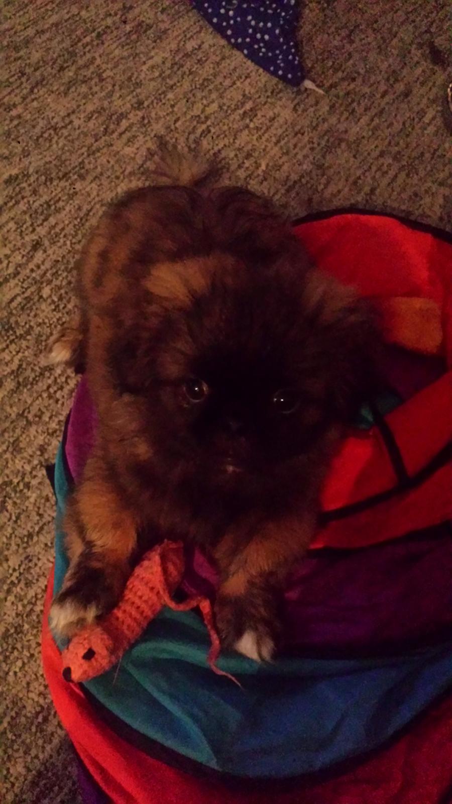 Blanding af racer Sofus billede 1