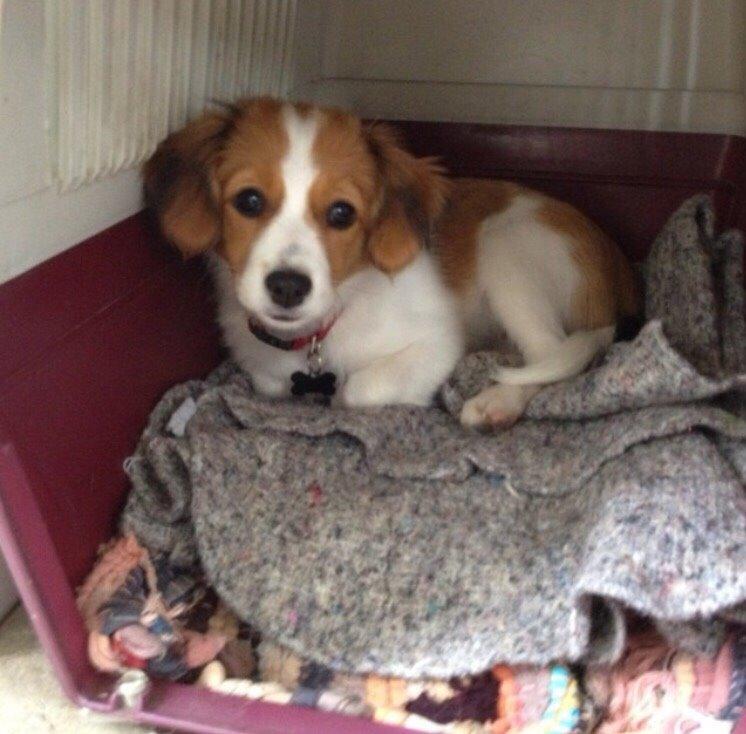 Kooikerhondje Zita billede 1