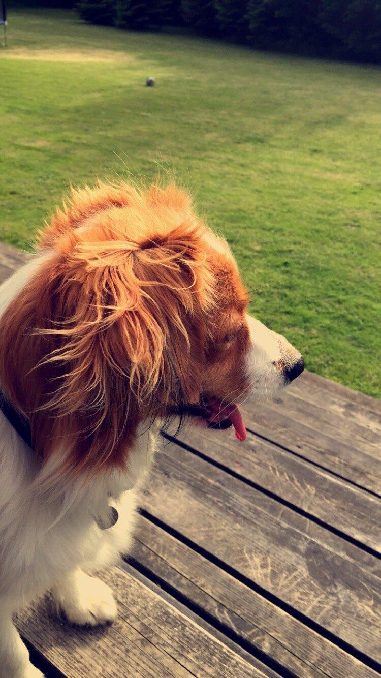 Kooikerhondje Zita billede 12