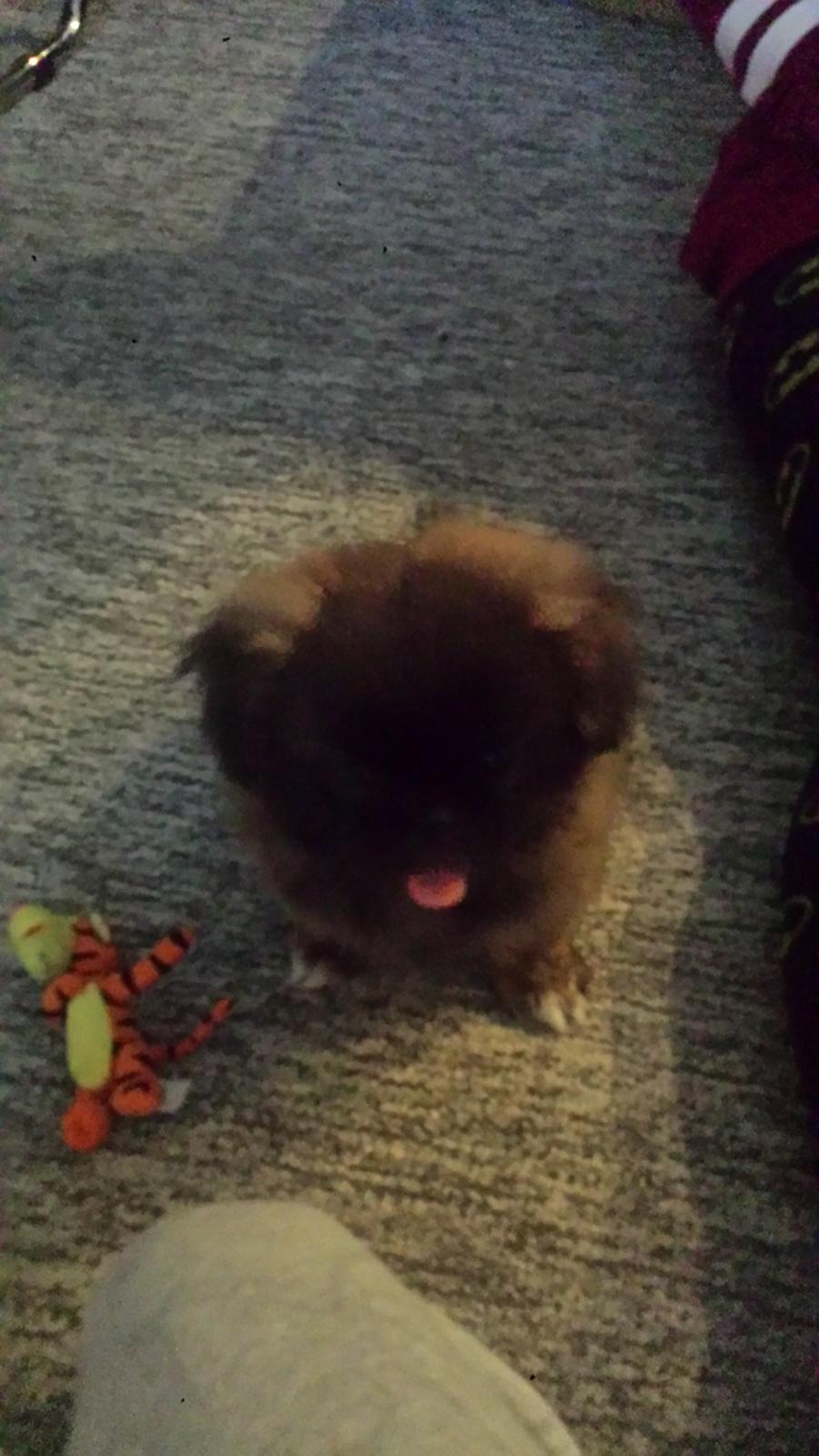 Blanding af racer Sofus billede 3