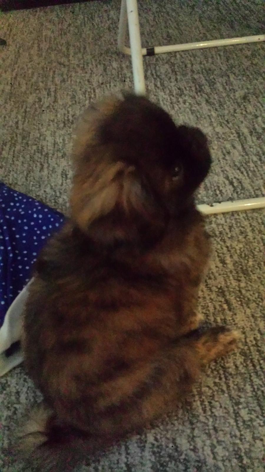 Blanding af racer Sofus billede 4