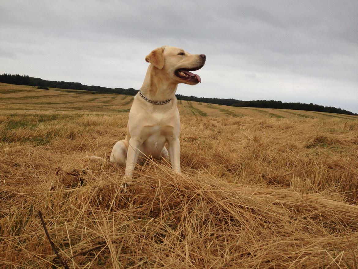 Labrador retriever Walther - marken billede 5