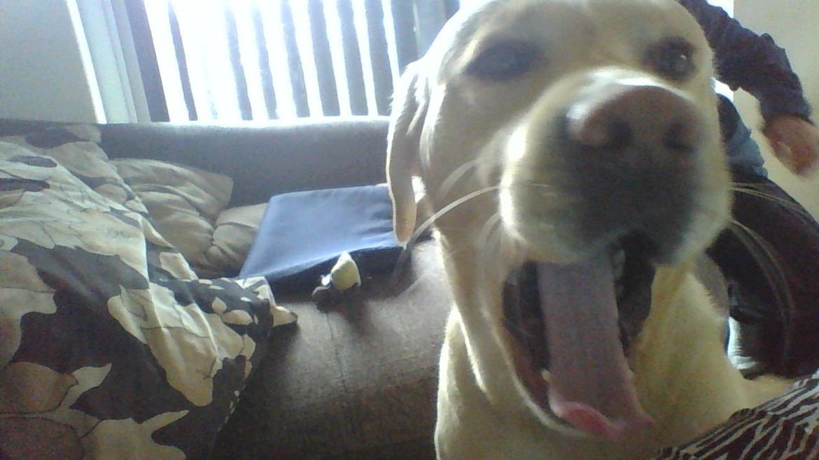 Labrador retriever Walther - gaaaaab =D billede 7