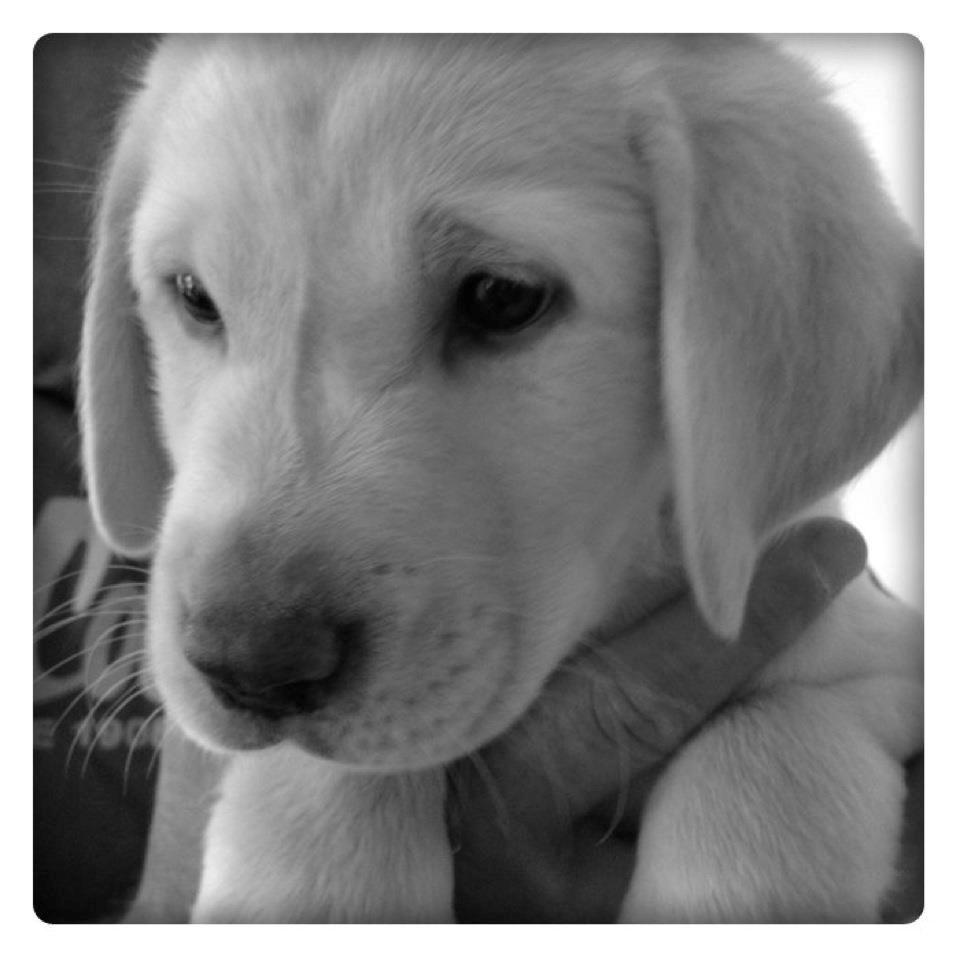 Labrador retriever Walther - lille-lort billede 9