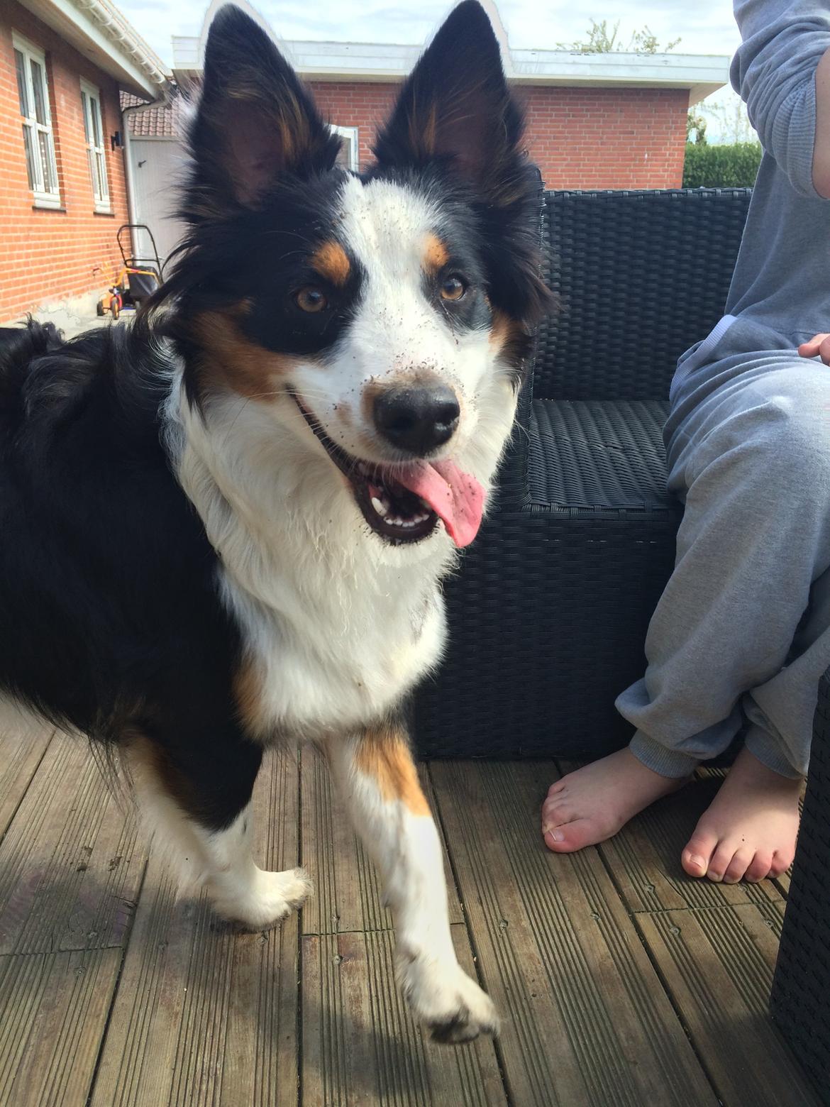 Australian shepherd Rosenlysts Black Velvet billede 33