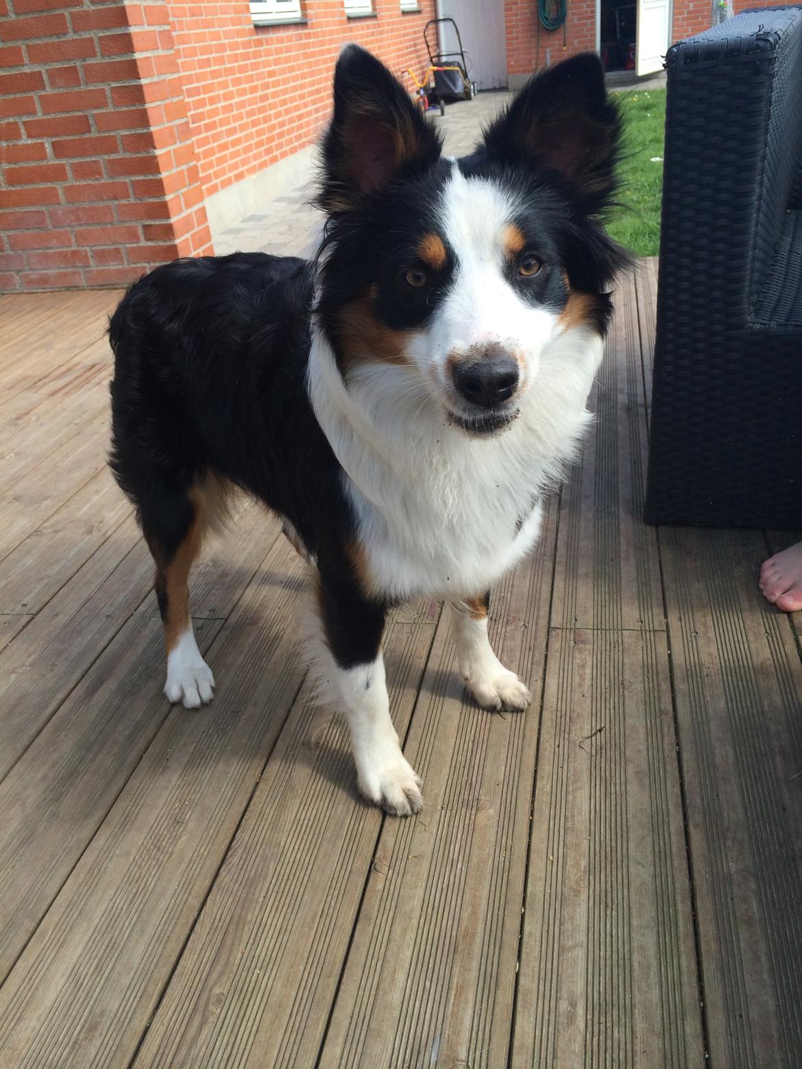 Australian shepherd Rosenlysts Black Velvet billede 1