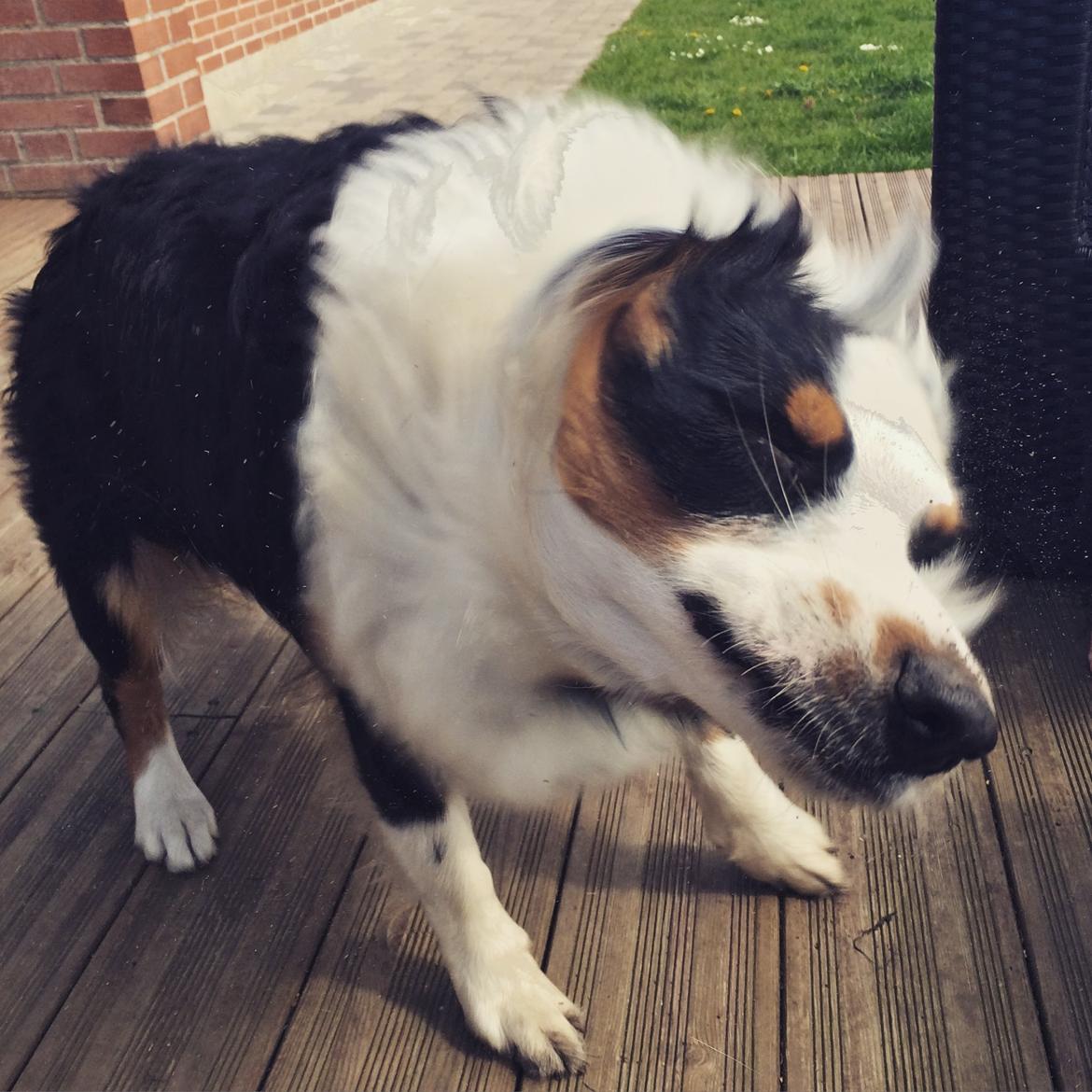 Australian shepherd Rosenlysts Black Velvet billede 35