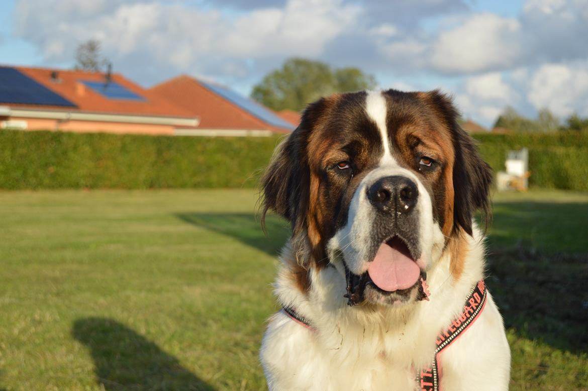 Sankt bernhardshund Layka - sommer 15, Layka 1 år  billede 1