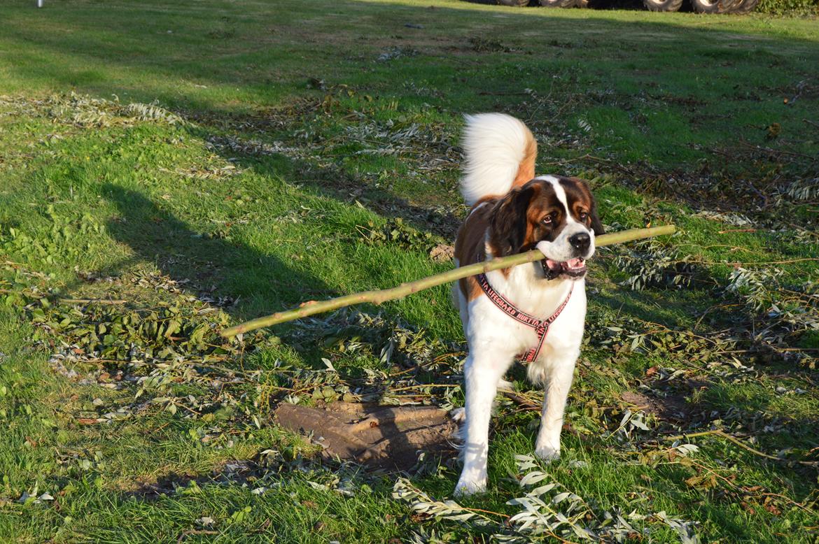 Sankt bernhardshund Layka billede 33