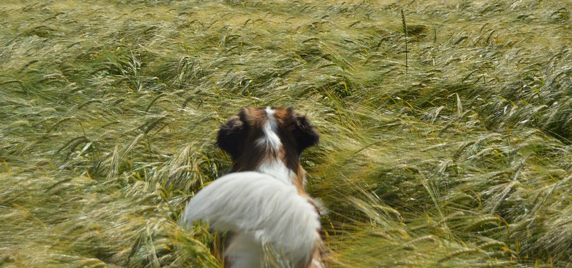 Sankt bernhardshund Layka billede 2