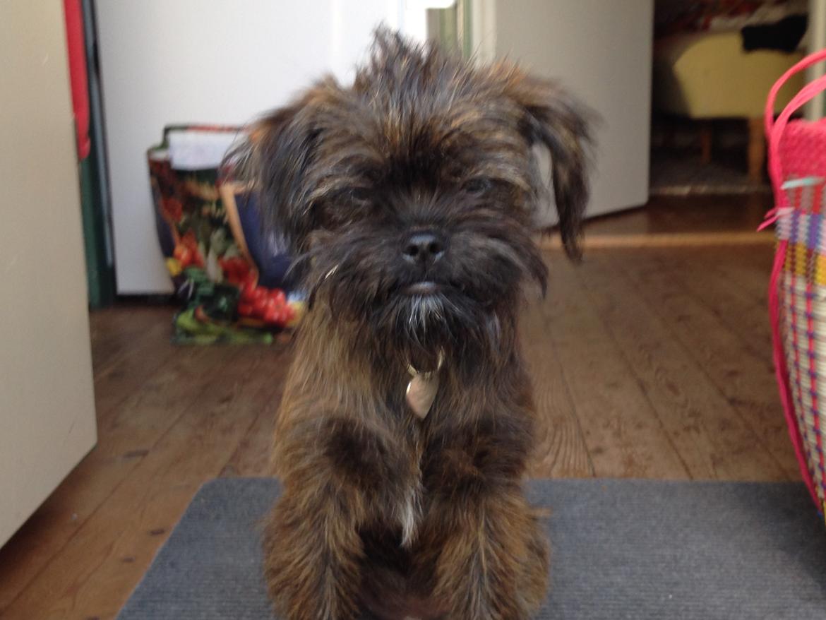 Blanding af racer Ellie billede 14