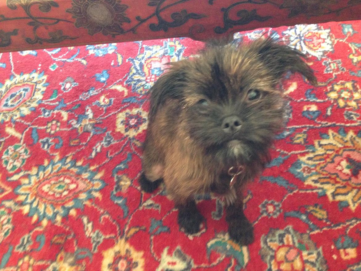 Blanding af racer Ellie billede 13