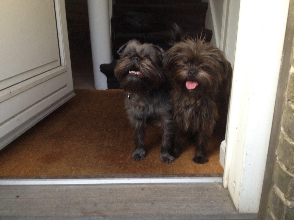 Blanding af racer Ellie billede 16