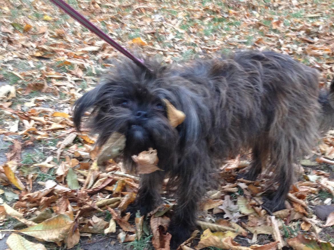 Blanding af racer Ellie billede 17