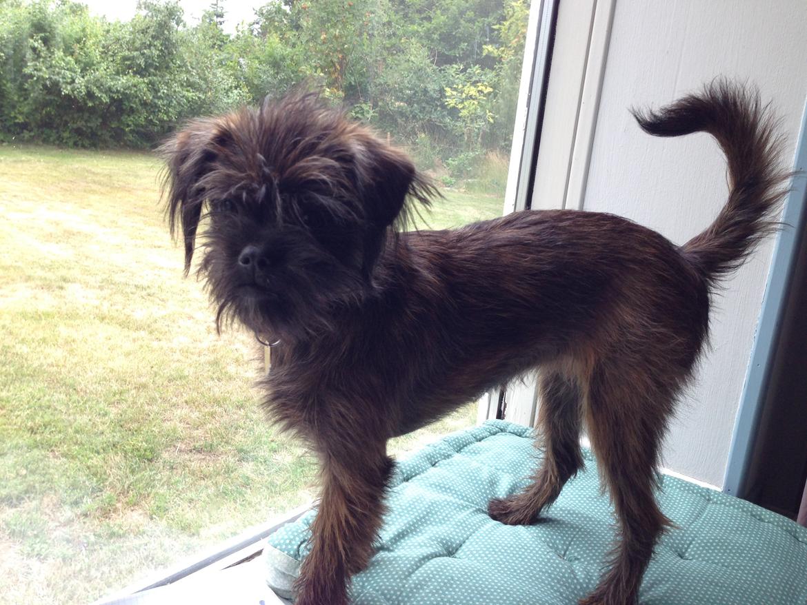 Blanding af racer Ellie billede 15