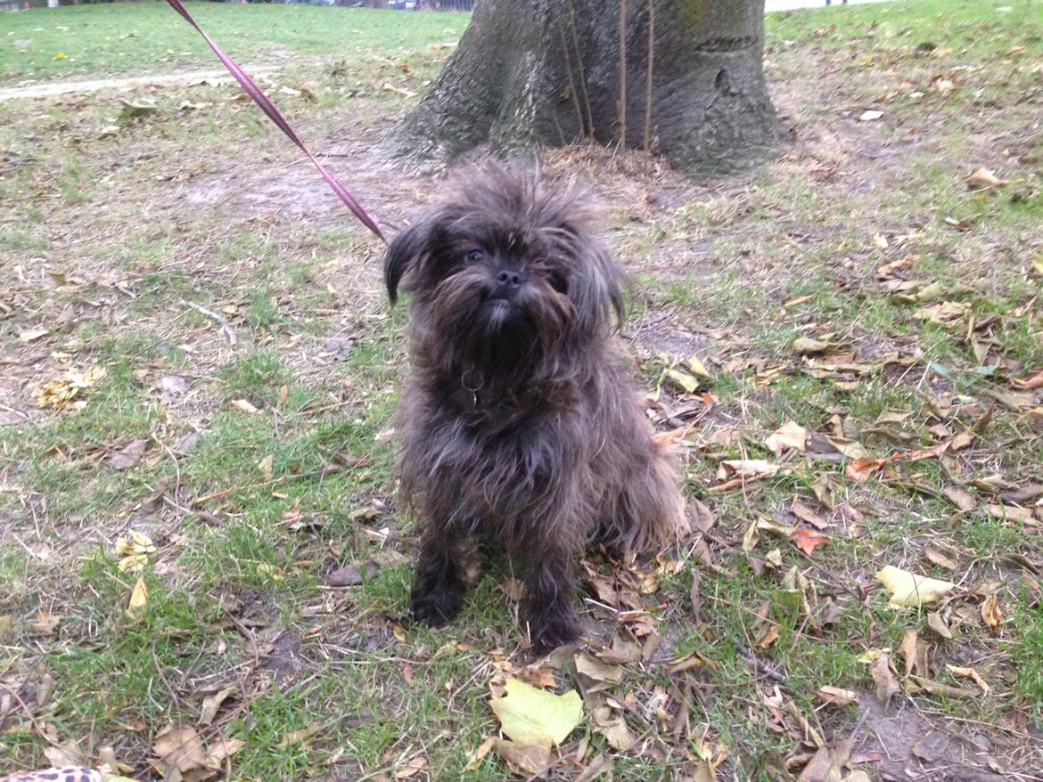 Blanding af racer Ellie billede 18