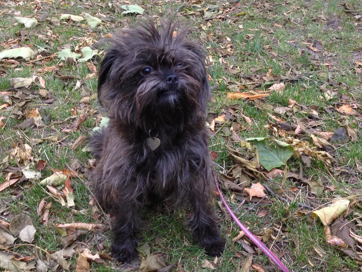 Blanding af racer Ellie billede 19