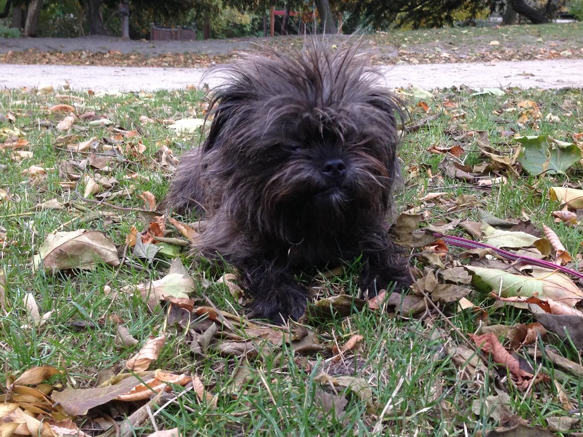 Blanding af racer Ellie billede 20