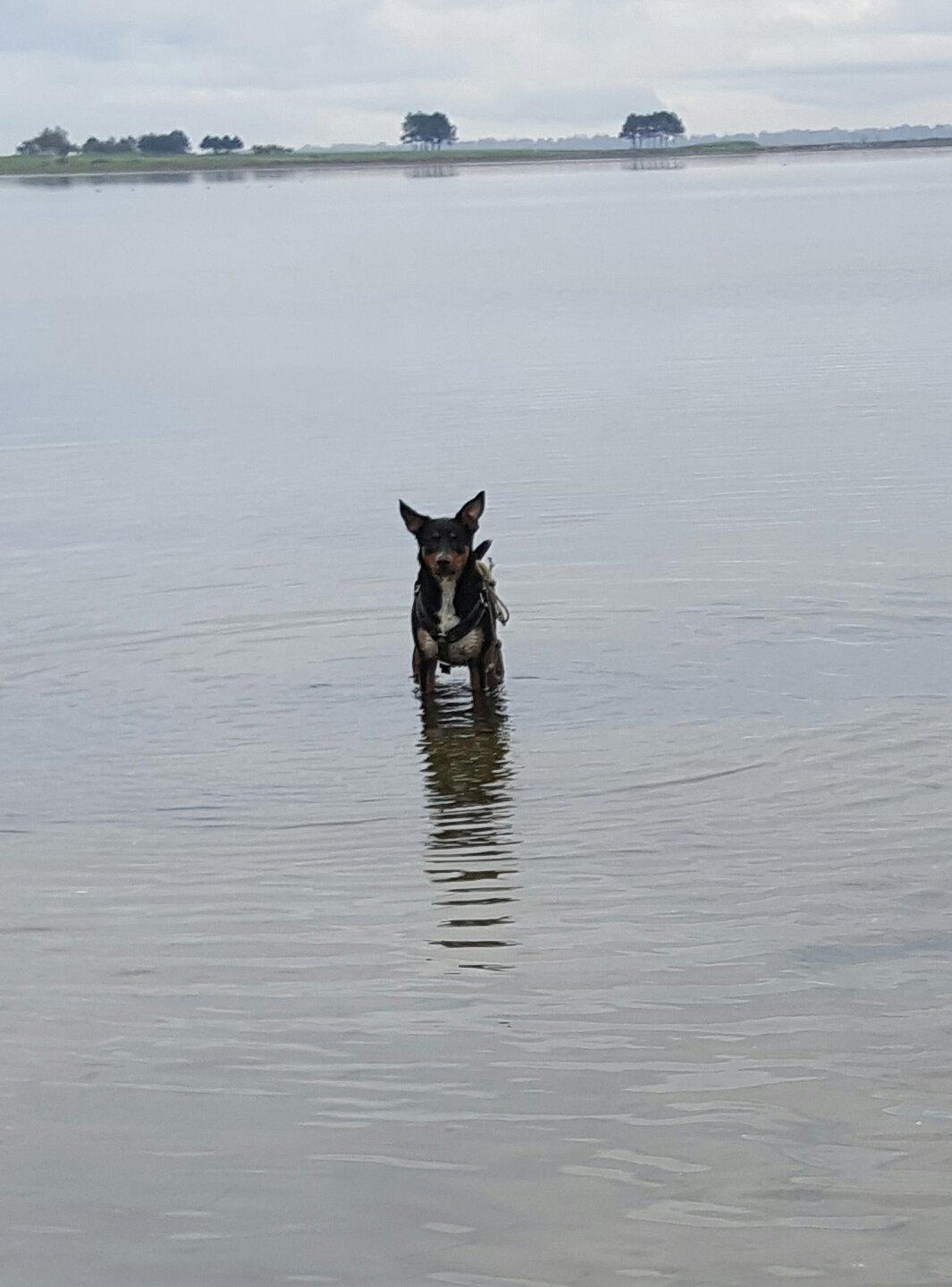 Blanding af racer Emma - Oktober 2015, "kommer du moar?" - Nej det gør jeg absolut ikke. :-D billede 23