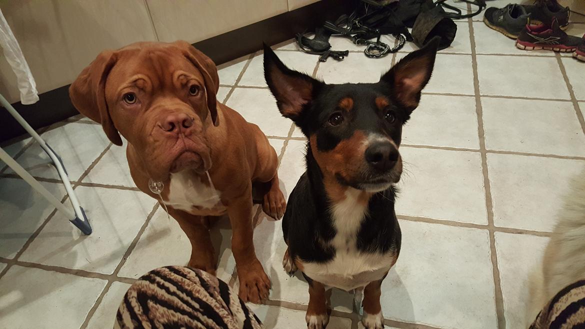 Blanding af racer Emma - November 2015, lidt godter i farevande :-D billede 25