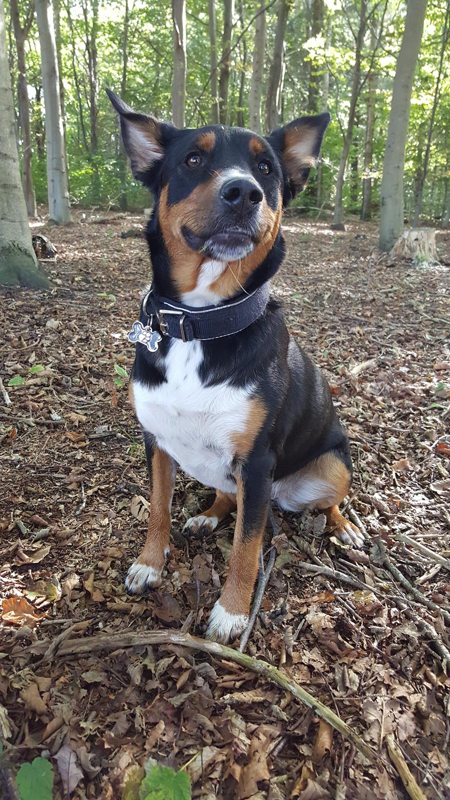 Blanding af racer Emma - September 2015, hygge i hundeskoven :-) billede 24