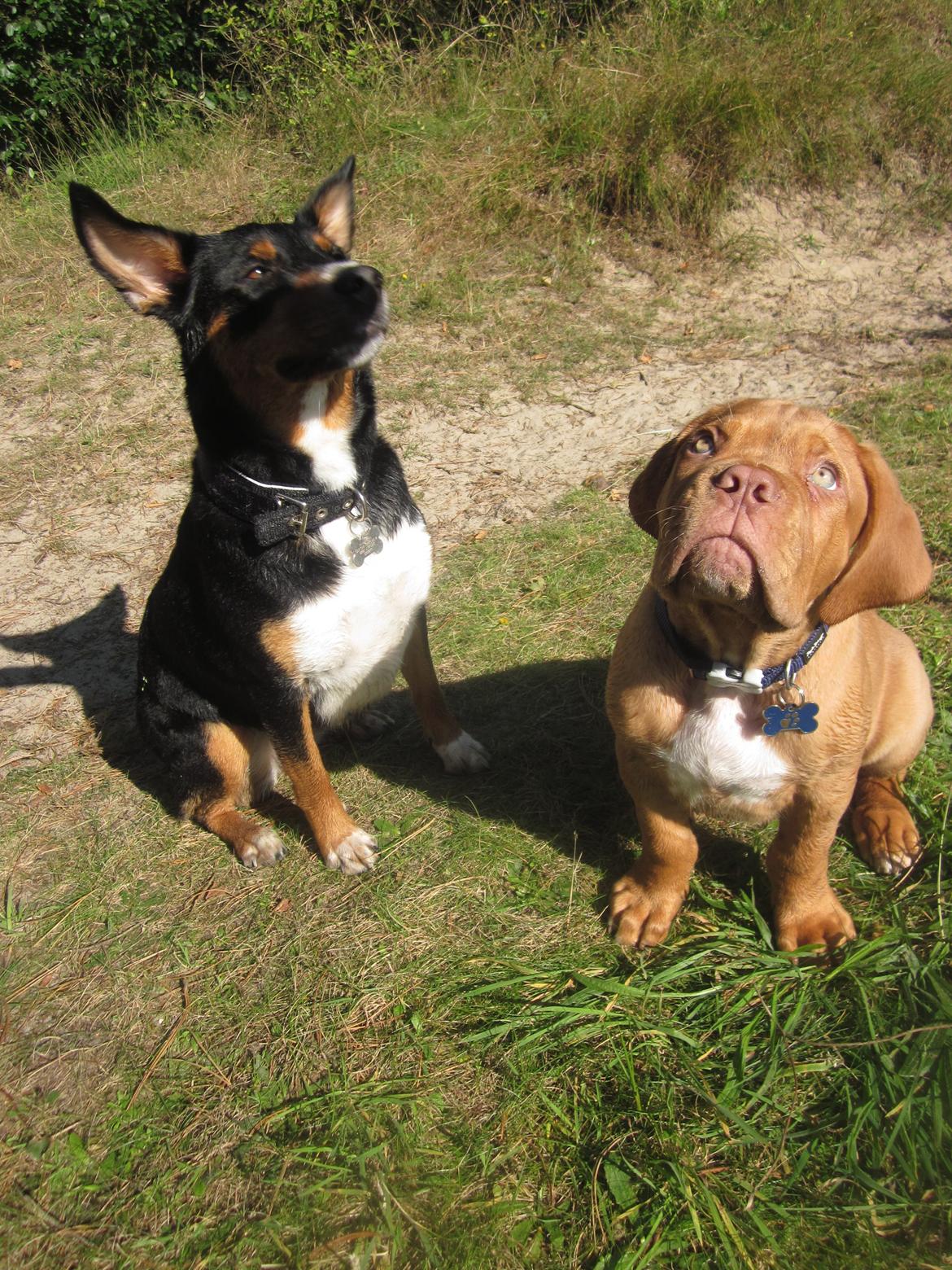 Blanding af racer Emma - September 2015, de to dejlige banditter :-) billede 26