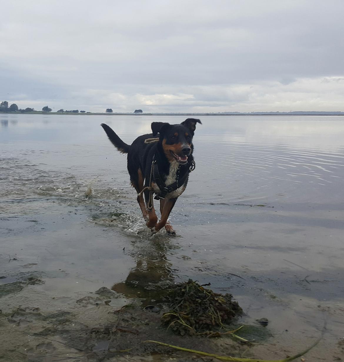 Blanding af racer Emma - Oktober 2015, sidste tur i vandet for i år :-) billede 21