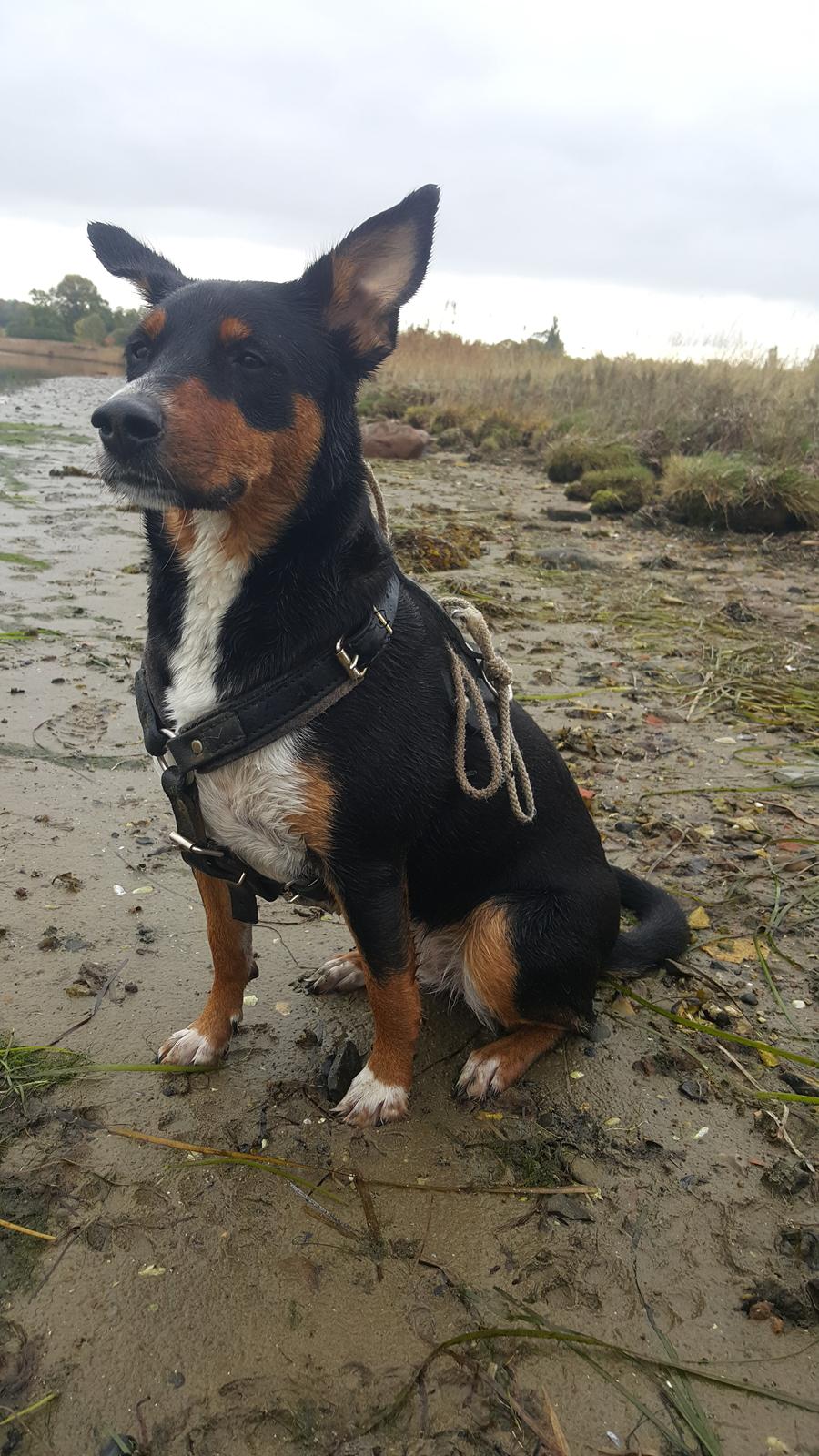 Blanding af racer Emma - Oktober 2015, ved vandet :-) billede 22