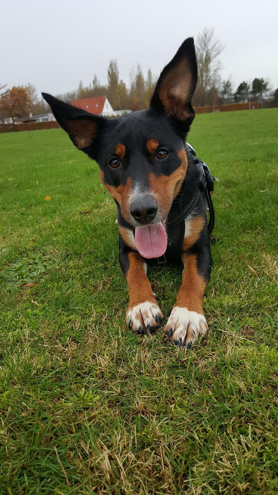 Blanding af racer Emma - November 2015, hygge på plænen en kølig eftermiddag :-) billede 19