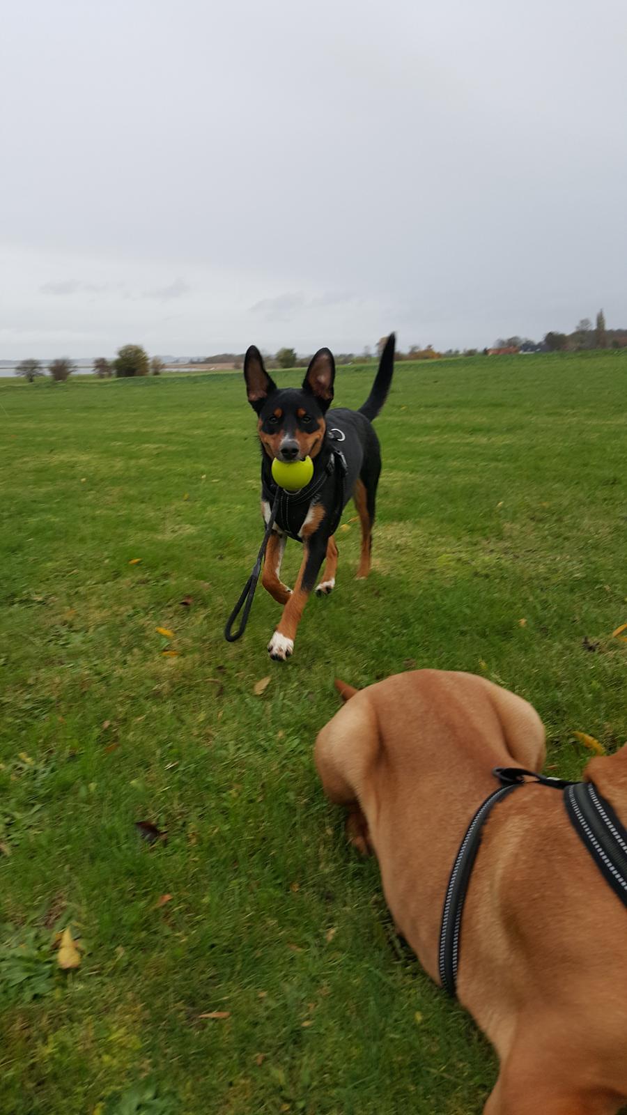 Blanding af racer Emma - November 2015, leger med bolden :-) billede 20