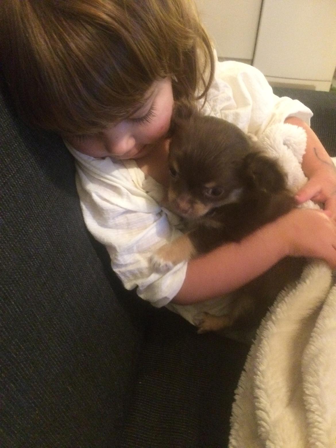 Chihuahua Hollie billede 1