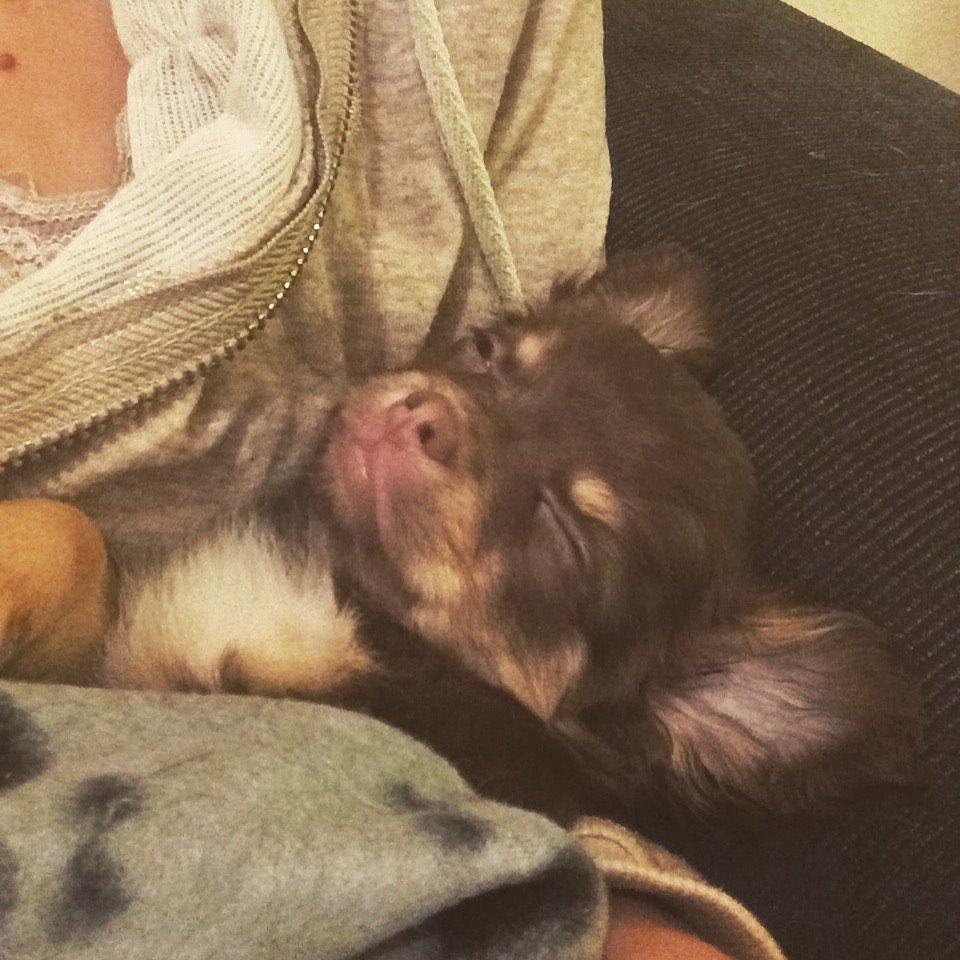 Chihuahua Hollie billede 3