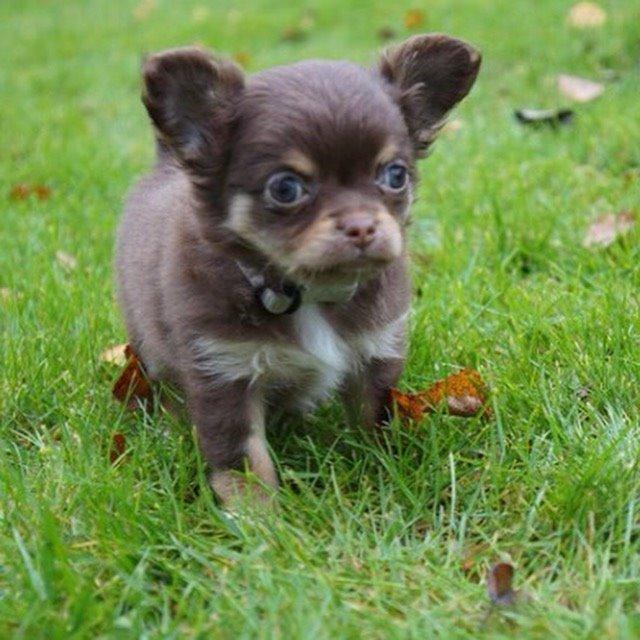 Chihuahua Hollie billede 4