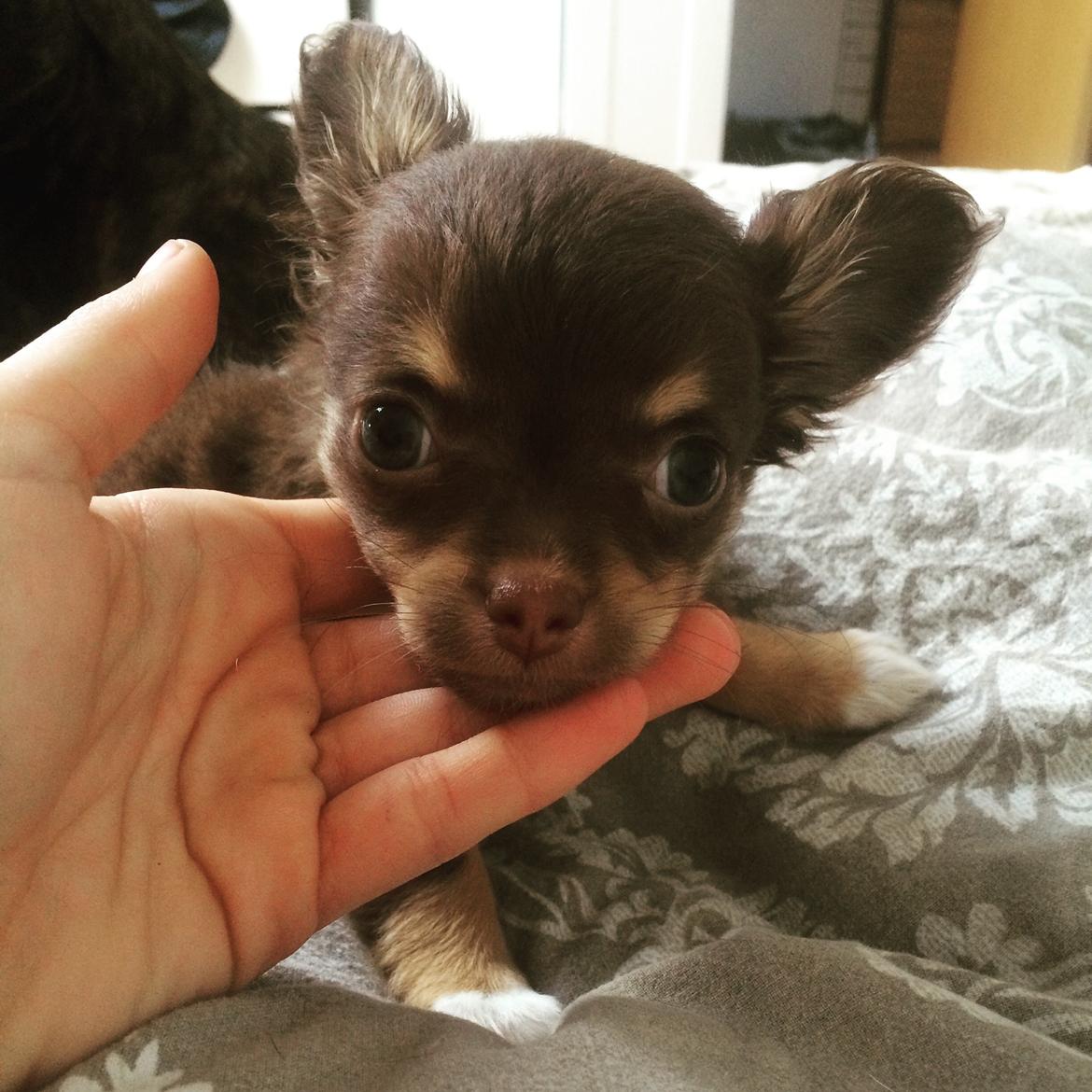 Chihuahua Hollie billede 5