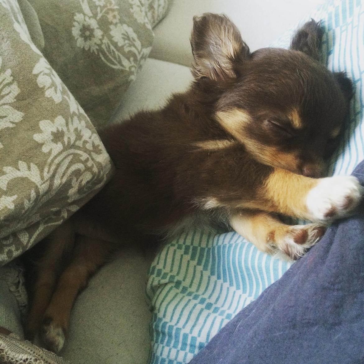 Chihuahua Hollie billede 6