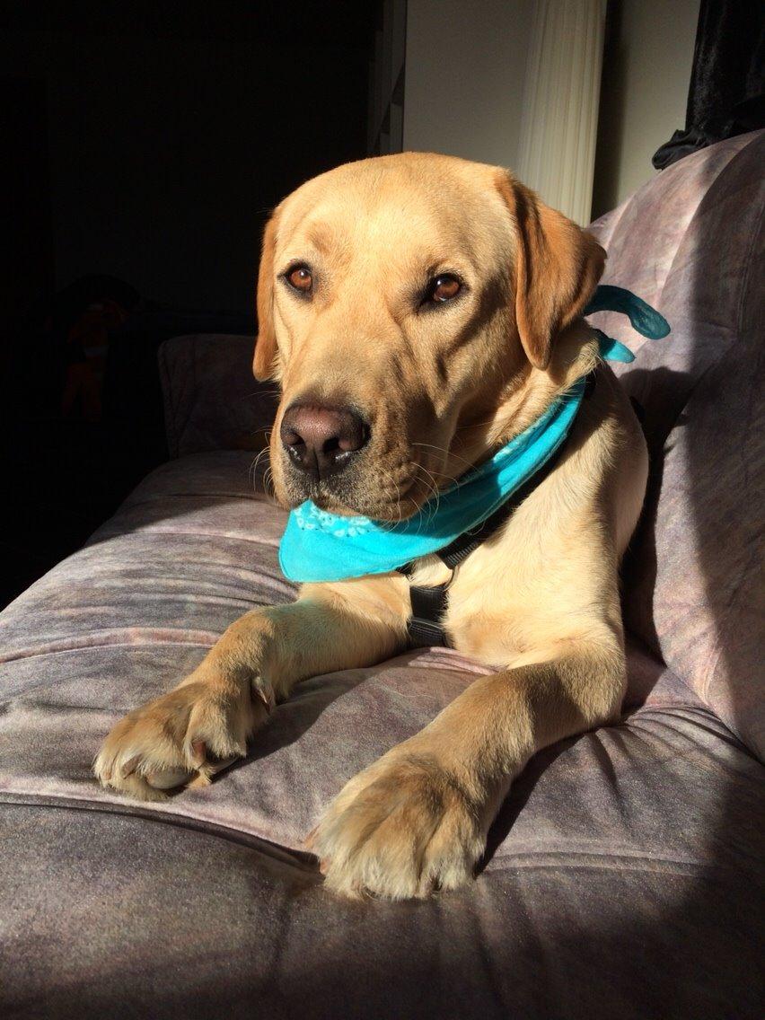 Labrador retriever Lui billede 1