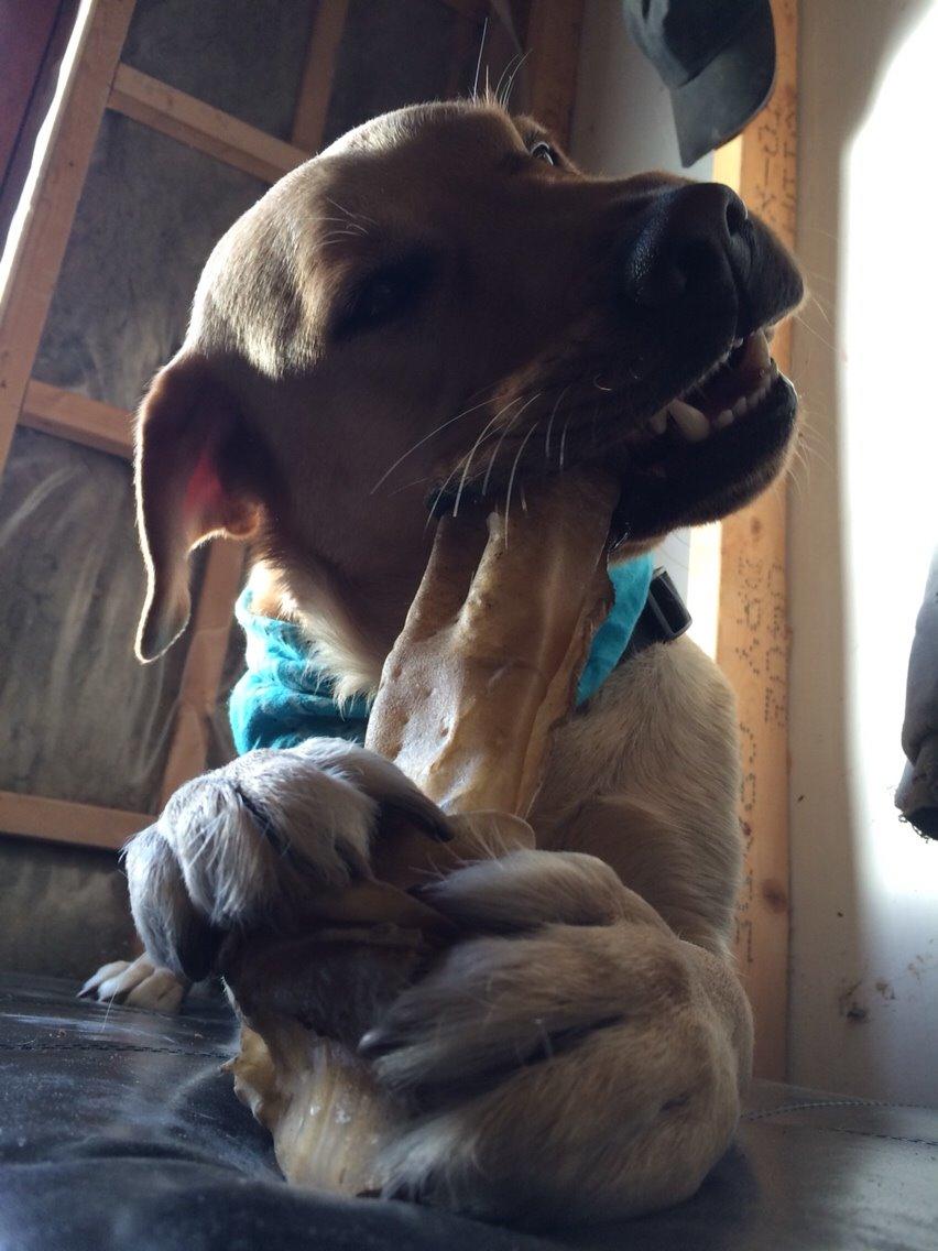 Labrador retriever Lui billede 2